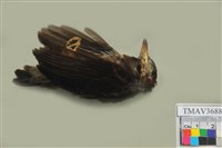 藏品(紅嘴黑鵯)的圖片